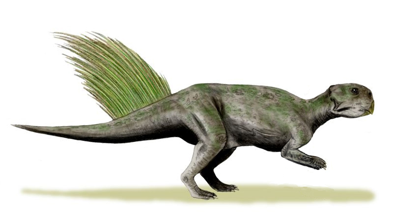 Artist's life restoration of Psittacosaurus